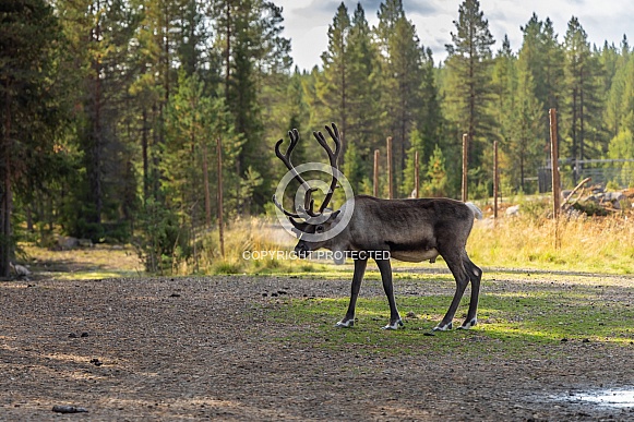 The reindeer or caribou (Rangifer tarandus)