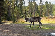 The reindeer or caribou (Rangifer tarandus)