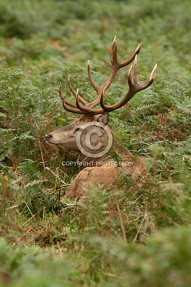 Red Deer in the bracken