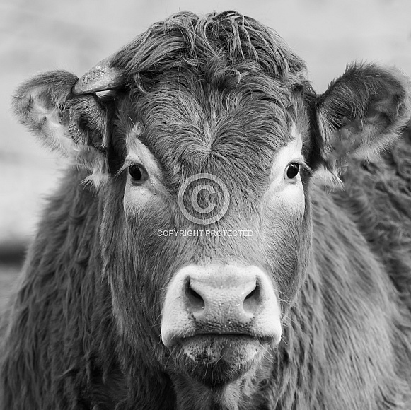Dutch Cows