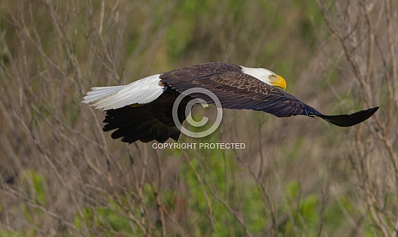 Bald Eagle