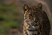 North chinese leopard