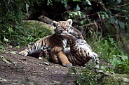 Tiger (Panthera Tigris)
