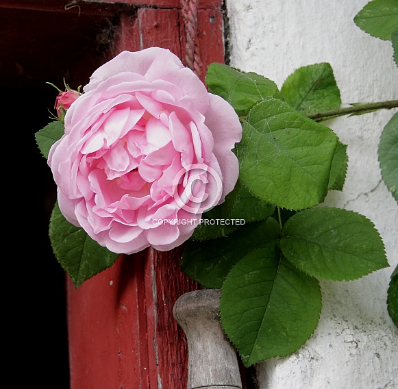 Rose Constance Spry Rose Constance Spry