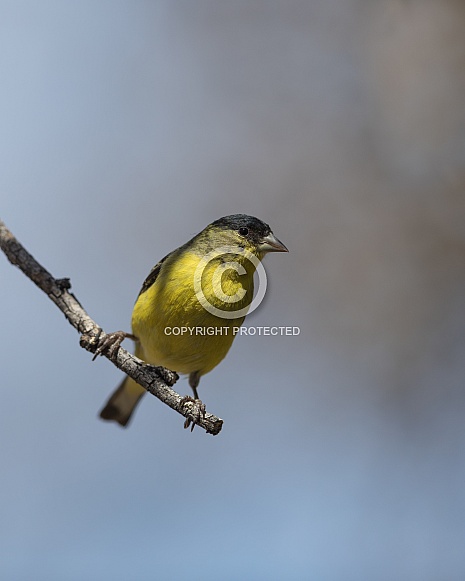 Male Lesser Goldfinch