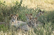 Pride of young African lions in the grass