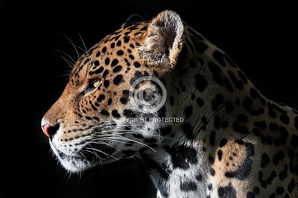 Jaguar close up