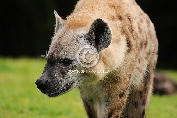 Spotted Hyena