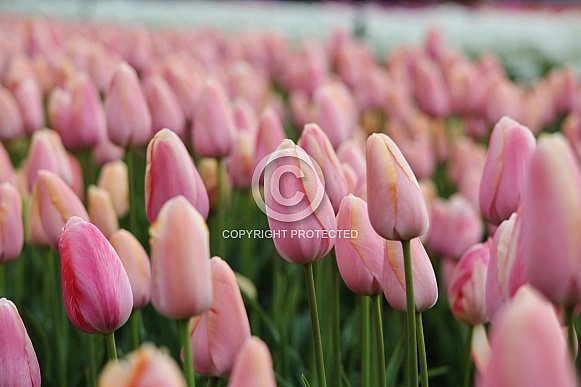 Pink Tulips