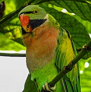 Male Moustached Parakeet