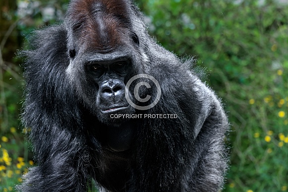 Western Lowland Gorilla