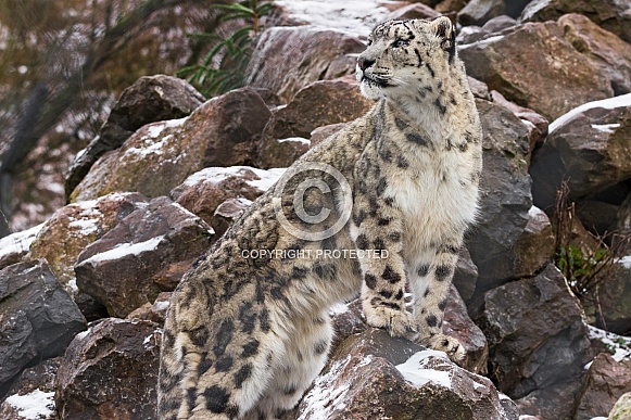 Snow Leopard Looking Over Shoulder On Snowy Rocks
