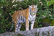 Tiger standing