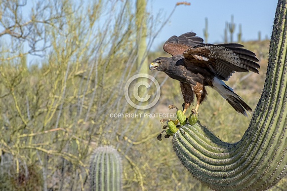 Harris's Hawk and Saguaro