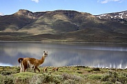 Guanaco - Patagonia - Chile