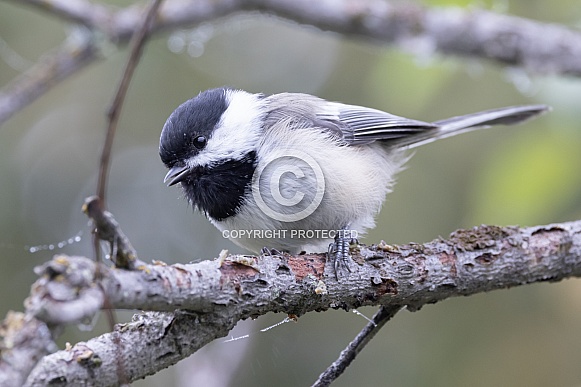 Black-capped Chickadee Perched in a Tree