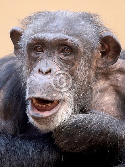Chimpanzee (Pan troglodytes)