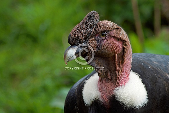 Andean Condor