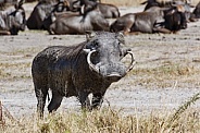 Warthog with large tusks - Botswana