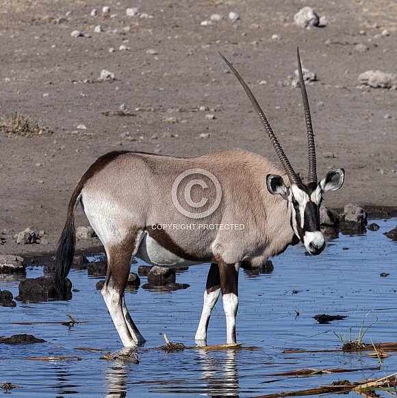 Gemsbok (Oryx gazella) Namibia Gemsbok (Oryx gazella) Namibia