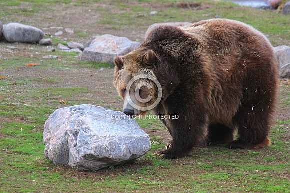 Female Grizzly Bear
