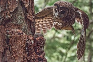 Northern Spotted Owl (Strix occidentalis caurina)