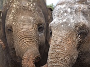Asian Elephants