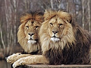 African Lions Brothers