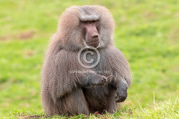 Hamadryas Baboon Sitting Full Body Hamadryas Baboon Sitting Full Body