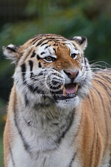 Siberian Tiger Siberian Tiger