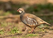 Red Legged or French Partidge