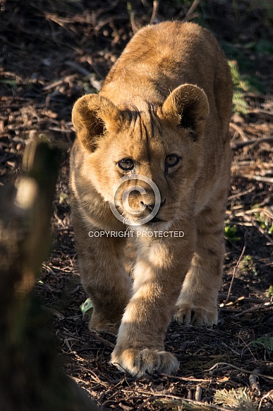 Lion Cub