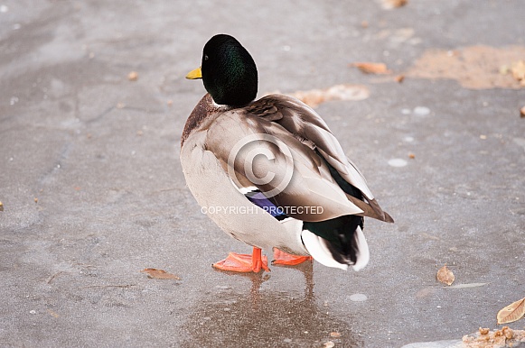 Duck