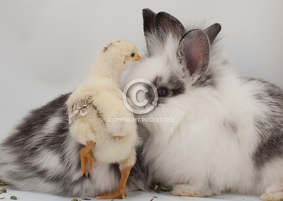 Gallus gallus, domestic chicken, Oryctolagus cuniculus, domestic rabbit