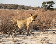 Juvenile Lion