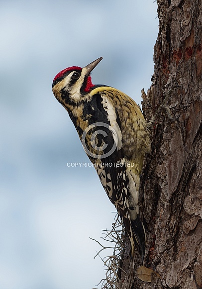 Yellow Bellied Sapsucker