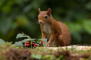 Red Squirrel