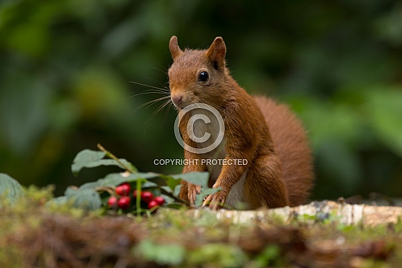 Red Squirrel Red Squirrel