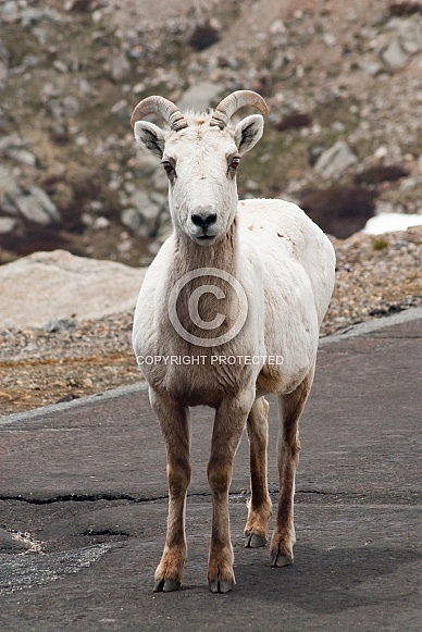 Dall Sheep