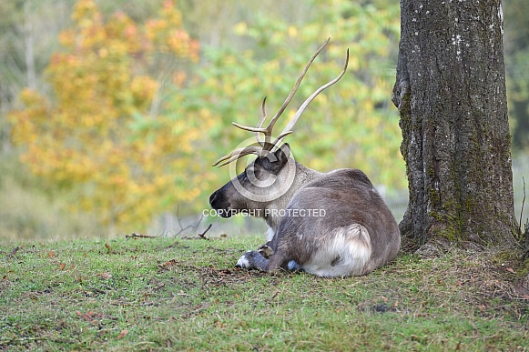 Reindeer