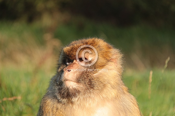 Barbary Macaque Barbary Macaque