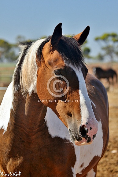Paint/Clydesdale Cross Horse