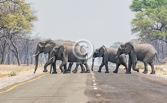 Elephants Crossing