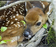 White tailed Deer