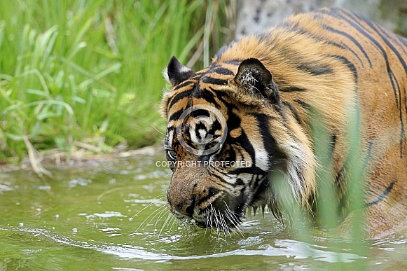 Sumatran Tiger Sumatran Tiger