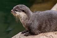 Asian small-clawed otter