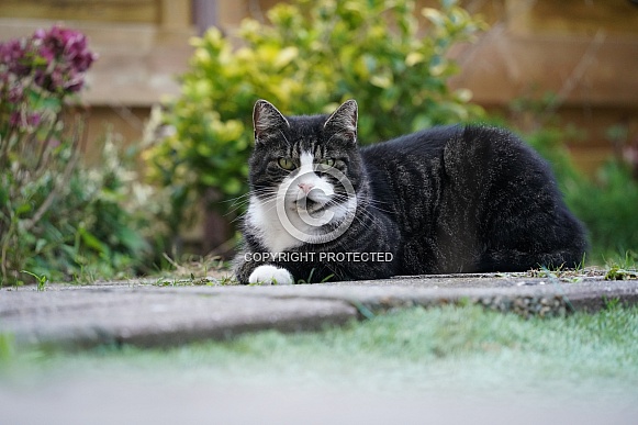 Domestic cat