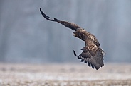 White tailed eagle or European Eagle