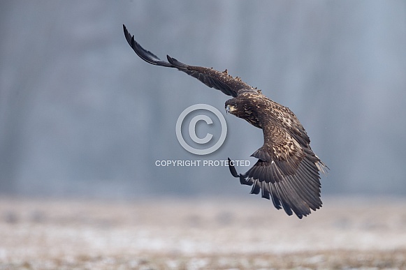 White tailed eagle or European Eagle