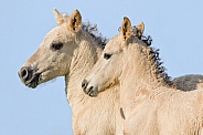 Little Wild Konik horses